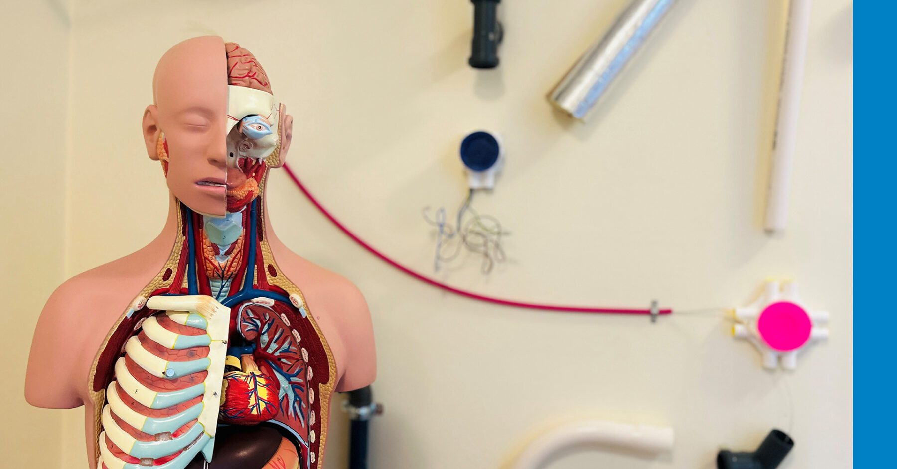 Mannslíkamalíkaminn og lagnir